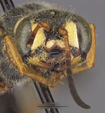 Media type: image;   Entomology 14706 Aspect: head frontal view